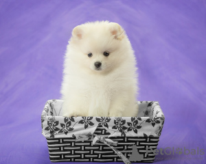 Photo №2 to announcement № 122733 for the sale of pomeranian - buy in Germany private announcement, from nursery, breeder