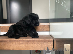 Photo №1. giant schnauzer - for sale in the city of Wormeldange | negotiated | Announcement № 173105