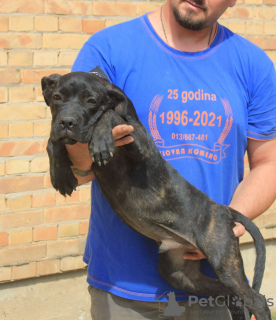 Photo №3. Cane corso puppies. Serbia