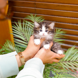 Photo №1. norwegian forest cat - for sale in the city of Berlin | negotiated | Announcement № 158644