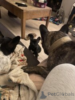Photo №2 to announcement № 166053 for the sale of french bulldog - buy in Germany 