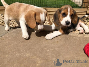 Photo №1. beagle - for sale in the city of Augsburg | 424$ | Announcement № 149618