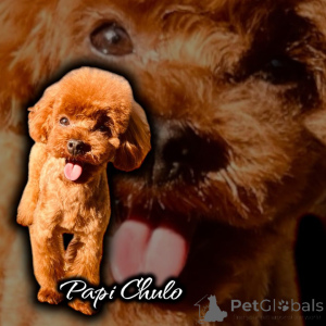 Photo №4. I will sell poodle (dwarf) in the city of Kontich. private announcement - price - 2824$