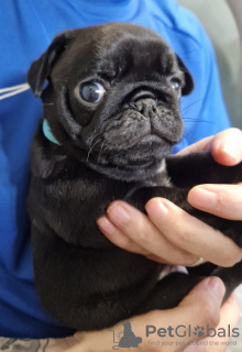 Photo №1. pug - for sale in the city of Fremont | 260$ | Announcement № 83959