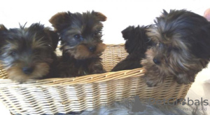 Photo №1. yorkshire terrier - for sale in the city of Las Vegas | negotiated | Announcement № 11718