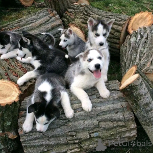 Photo №2 to announcement № 140567 for the sale of siberian husky - buy in Albania private announcement