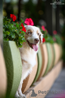 Additional photos: Miniature American Shepherd