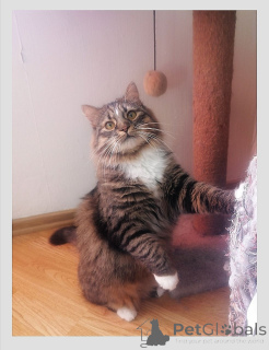 Photo №2 to announcement № 138735 for the sale of  - buy in Belarus private announcement