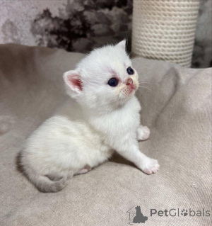 Photo №3. Beautiful male and female munchkin And Scottish Fold pm me.. France