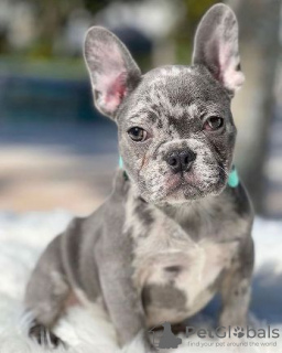 Photo №1. french bulldog - for sale in the city of Derby | 380$ | Announcement № 123215