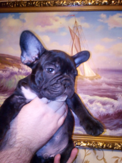 Photo №4. I will sell french bulldog in the city of Nizhny Novgorod. breeder - price - 611$