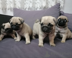 Photo №1. pug - for sale in the city of Амстердам | negotiated | Announcement № 44023