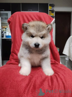 Photo №1. alaskan malamute - for sale in the city of Bachka-Palanka | negotiated | Announcement № 159165