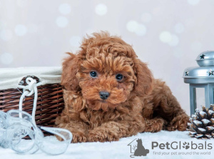 Photo №2 to announcement № 32060 for the sale of poodle (toy) - buy in Germany breeder