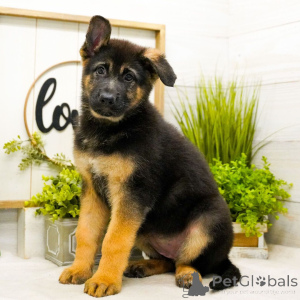 Photo №1. german shepherd - for sale in the city of Munich | negotiated | Announcement № 165875