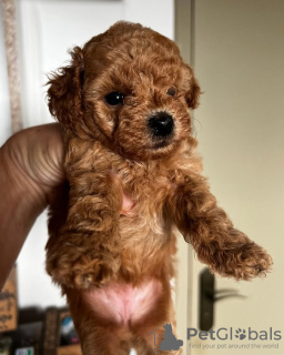 Photo №2 to announcement № 132655 for the sale of poodle (toy) - buy in Spain breeder