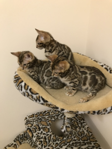 Additional photos: Bengal kittens are waiting for their new Parents !!!