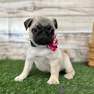 Photo №3. Pug Puppies. Greece