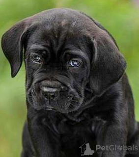 Photo №1. cane corso - for sale in the city of Lviv | 433$ | Announcement № 7573