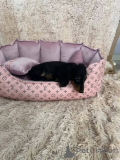 Photo №3. Long-haired miniature dachshund puppies from excellent breeding. Serbia