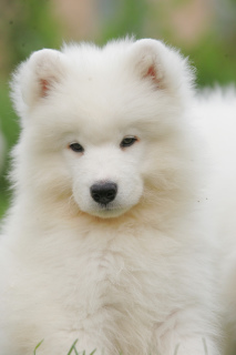 Photo №1. samoyed dog - for sale in the city of Novosibirsk | 624$ | Announcement № 4084