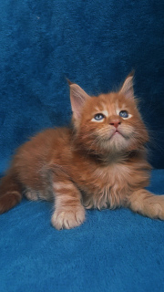 Photo №1. maine coon - for sale in the city of Kiev | negotiated | Announcement № 3233