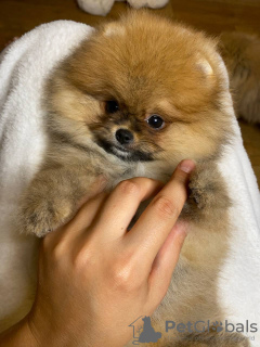 Photo №2 to announcement № 110352 for the sale of pomeranian - buy in Germany 