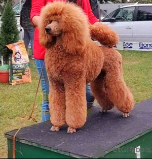 Photo №1. poodle (royal) - for sale in the city of Werbass | negotiated | Announcement № 91517