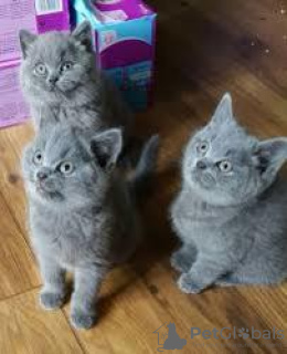 Photo №1. british shorthair - for sale in the city of Тампере | 489$ | Announcement № 10546