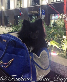 Photo №3. Bag-carrying in which your dog will be very comfortable! in Russian Federation