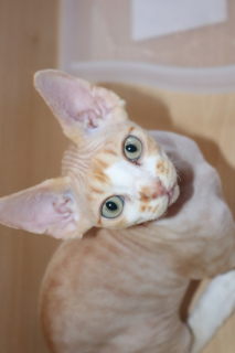 Photo №4. I will sell devon rex in the city of Yekaterinburg. from nursery - price - 246$