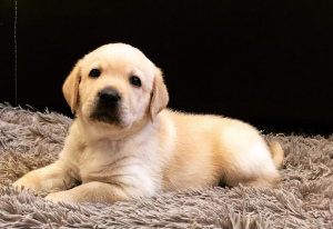 Photo №1. labrador retriever - for sale in the city of Bryansk | Negotiated | Announcement № 3923