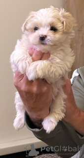 Photo №3. Cute Maltase Puppies. United Kingdom