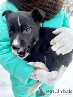 Photo №2 to announcement № 165470 for the sale of non-pedigree dogs - buy in Belarus private announcement