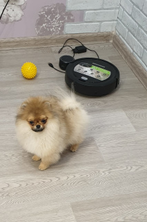Photo №2 to announcement № 3002 for the sale of pomeranian - buy in Russian Federation from nursery, breeder