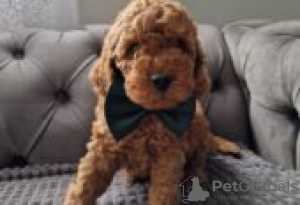 Photo №2 to announcement № 129141 for the sale of american cocker spaniel - buy in Finland breeder