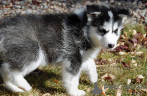 Photo №1. siberian husky - for sale in the city of New Orleans | negotiated | Announcement № 20639