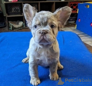 Photo №2 to announcement № 82167 for the sale of french bulldog - buy in France breeder