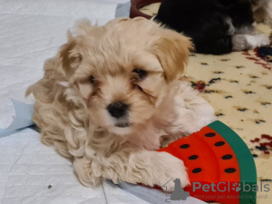 Photo №2 to announcement № 102530 for the sale of maltese dog, maltipu - buy in United States private announcement