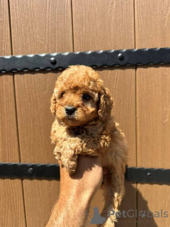 Photo №4. I will sell poodle (toy) in the city of Werbass.  - price - Is free