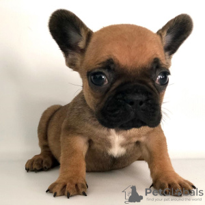 Photo №4. I will sell french bulldog in the city of Haarlemmerliede. private announcement - price - Is free