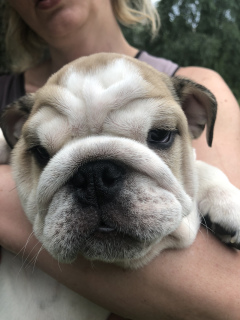 Photo №3. English Bulldog Puppies. Ukraine