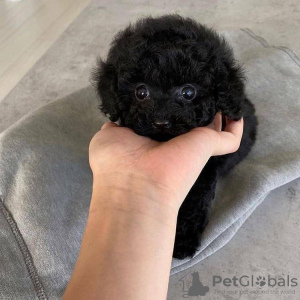 Photo №2 to announcement № 118424 for the sale of poodle (toy) - buy in Finland private announcement, breeder