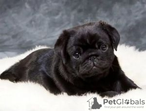 Photo №2 to announcement № 42032 for the sale of pug - buy in Russian Federation from nursery, breeder