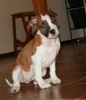 Photo №2 to announcement № 4277 for the sale of american staffordshire terrier - buy in Russian Federation from nursery