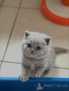 Photo №1. british shorthair - for sale in the city of Venice | negotiated | Announcement № 160068