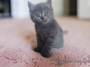 Photo №1. russian blue - for sale in the city of Dassia | negotiated | Announcement № 173424