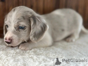 Photo №1. dachshund - for sale in the city of Ohio | negotiated | Announcement № 162955