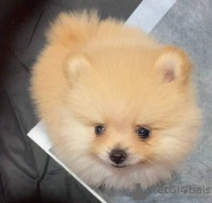 Photo №1. pomeranian - for sale in the city of Newtown | negotiated | Announcement № 71108