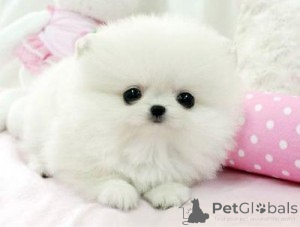 Photo №2 to announcement № 143476 for the sale of beaver yorkshire terrier, pomeranian - buy in Canada private announcement